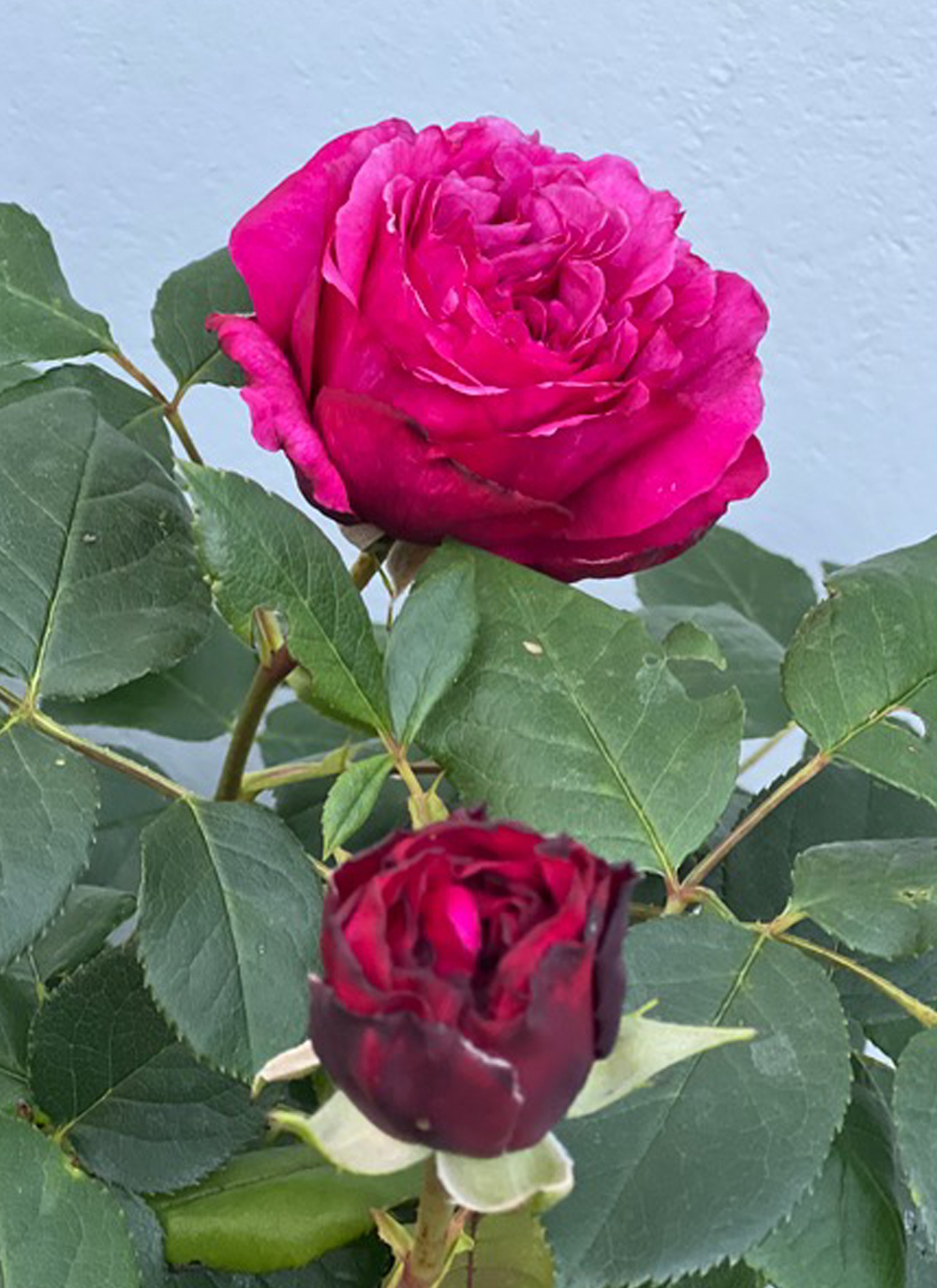 Thruxton Memorial Hall in Hampshire